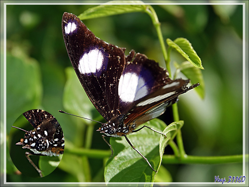 Papillon Diadème, Nymphale du pourpier, Danaid eggfly, Mimic, Diadem (Hypolimnas misippus) - Nosy Tsarabanjina - Archipel des Mitsio - Madagascar