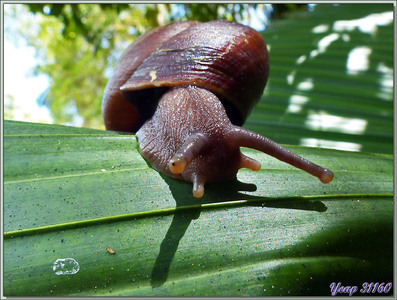 Escargot indéterminé - Praslin - Seychelles