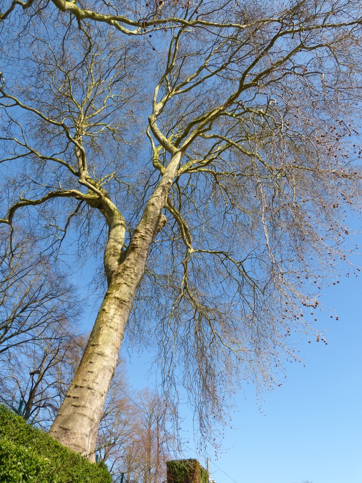 Ces arbres qui m'impressionnent ... 