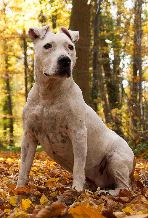 Le corps d'un chien lesté retrouvé par deux adolescents dans la Seine