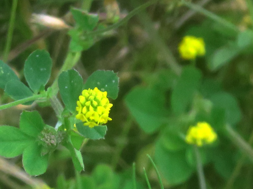 Quelques fleurs sauvages 