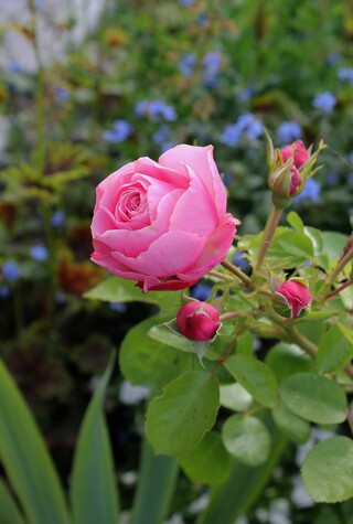 rose "Leonard de Vinci' de Meilland