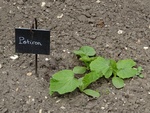 16 juin : les légumes poussent (suite)