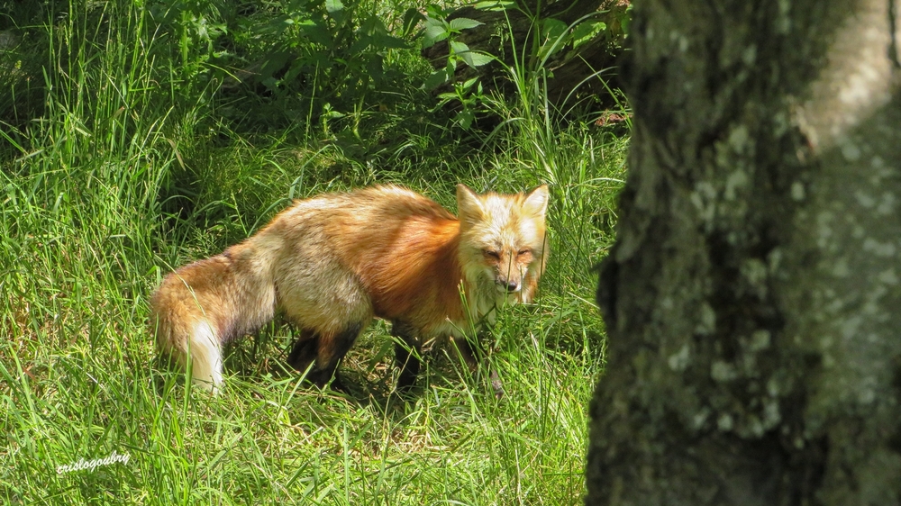 Le Renard