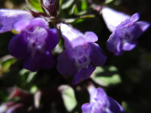 Fleurs mauves