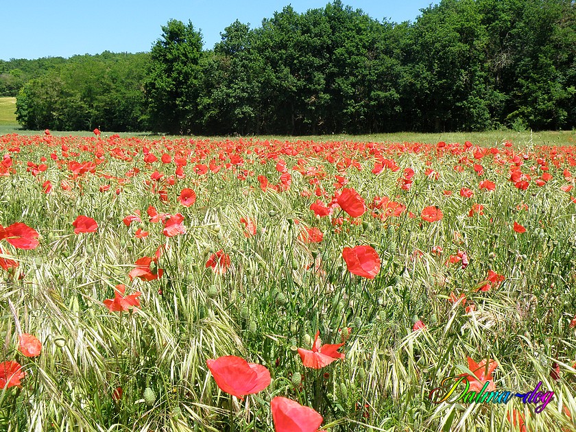 coquelicots