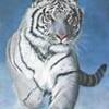 tigre blanc 13