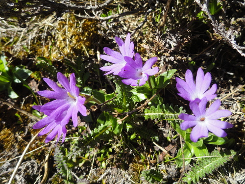 Fleurs roses