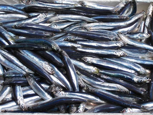 Catane Anchois sur le marché aux poissons