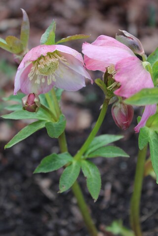 hellébore d'Orient Pink Lady