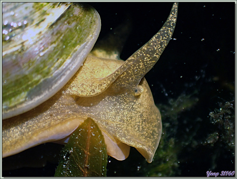 Limnée des étangs, Limnée stagnale, Grande lymnée des étangs, Swamp lymnaea, Great pond snail (Lymnaea stagnalis) - Lartigau - Milhas - 31