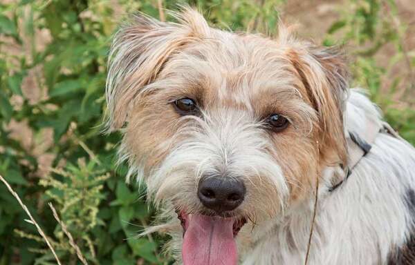 Loire-Atlantique : Ils retrouvent leur chien égorgé dans leur jardin à La Baule