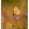 Papillon Myrtil