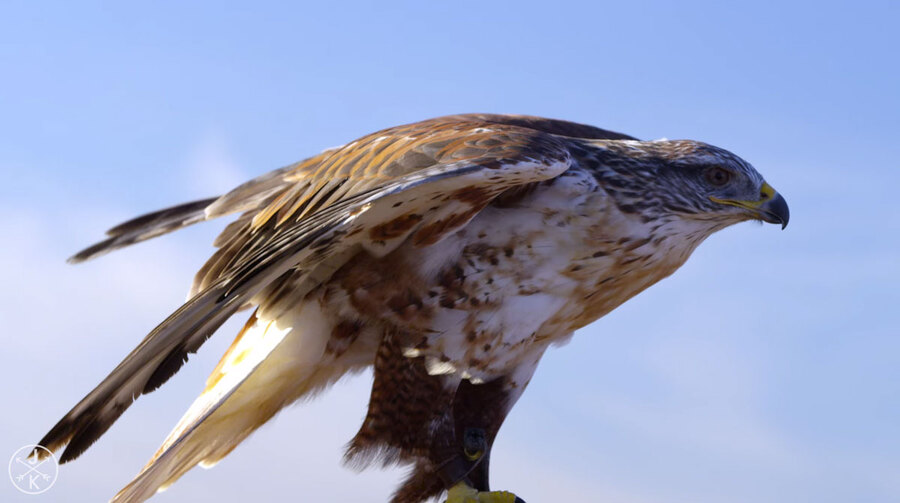 VIDÉO ET PHOTOS DE - BIRDS OF PREY 4K (ULTRA HD) 60fps - (OISEAUX DE PROIE)