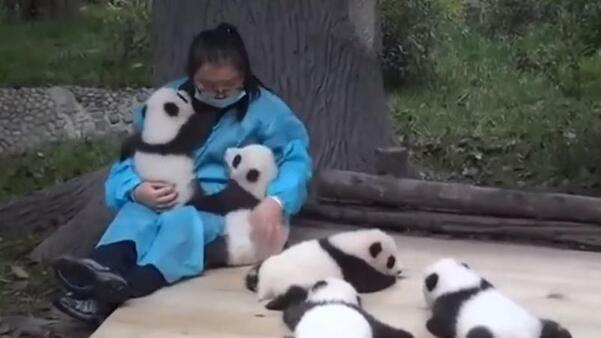Des «câlineurs» de bébés pandas...
