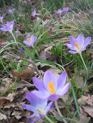 Le printemps frémit dans les jardins landais.