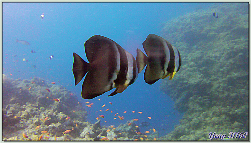 Platax à longues nageoires, à grandes ailes, Poisson chauve-souris teira (Platax teira) - Dega Thila - Atoll d'Ari - Maldives