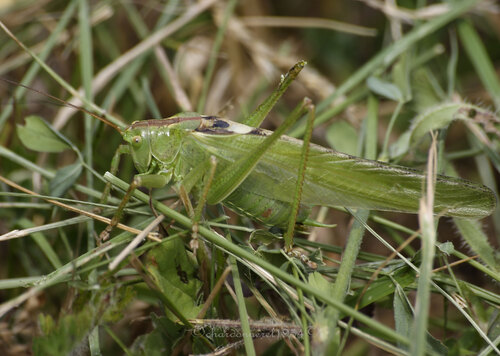 sauterelle verte {tettigonia viridissima}