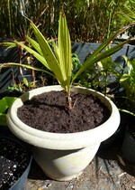 beccariophoenix Alfredii (palme de noix de coco du haut plateau)