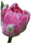  La légende de la tulipe