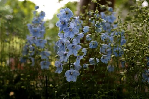 Hex - Garden & Plant Show 2017 featuring Warren Millington