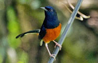 Jenis Jenis Burung Kicau Termahal Kalla Mander