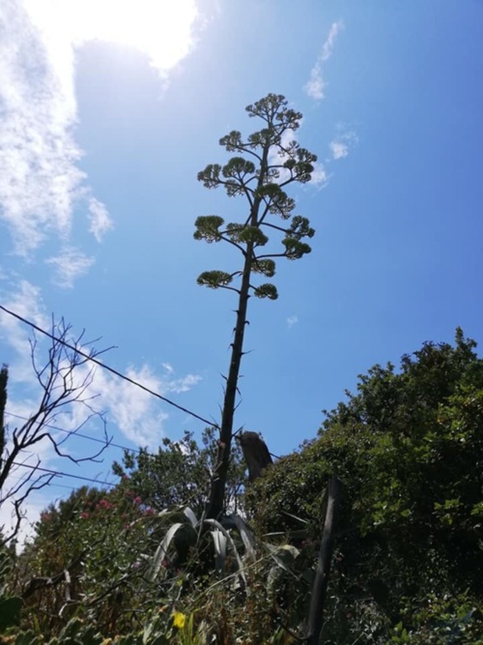 le cactus Agave-Aloès de pierre et le mistral