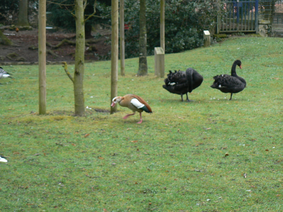 Parc du château de Soubiran