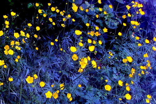 Des fleurs jaunes : la renoncule!