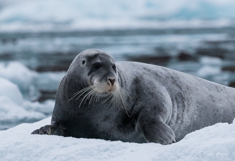 Le phoque de Kongsfjorden