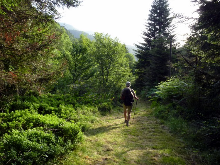 Descente en forêt