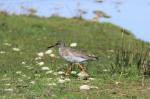 Oiseaux