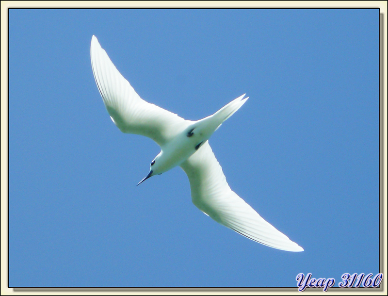 Sterne gygis blanche (Gygis alba) - Atoll de Fakarava - Tuamotu - Polynésie française 