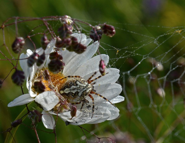 Insectes-papillons-5-5956.jpg