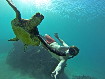 Swimming with turtles in Honolua Bay! Photo by Ryan Frace