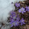 Hépatique noble (Hepatica nobilis)