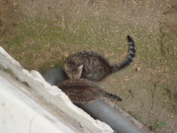 Des photos de mes boules de poils 