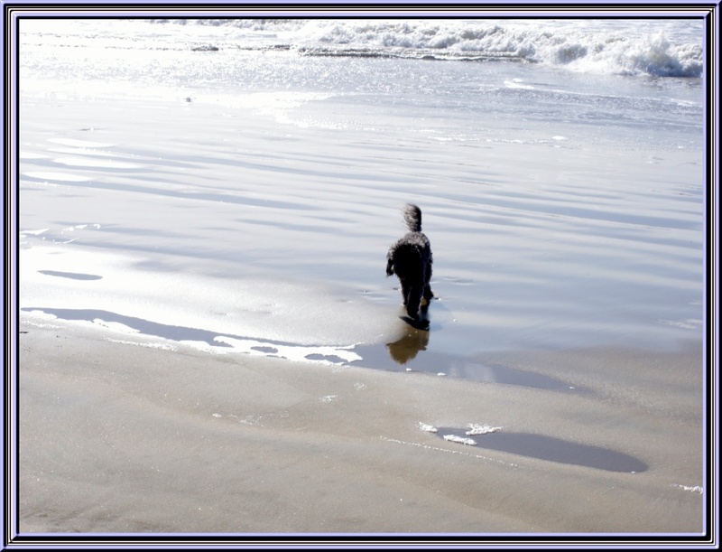 Titi Falcon à la plage