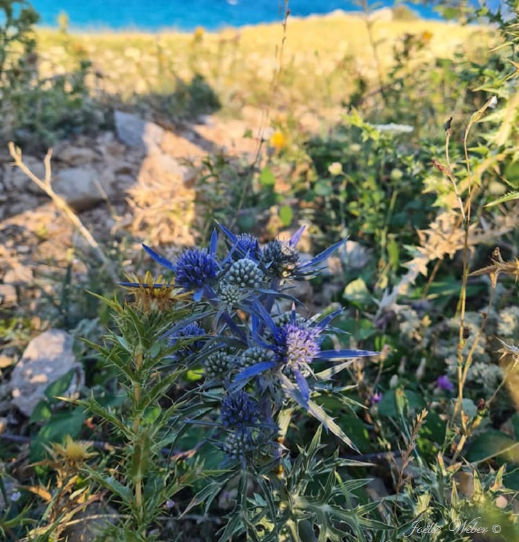 Croatie : Baška sur l’île de Krk