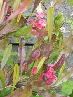 Un jardin  pres de la mer 