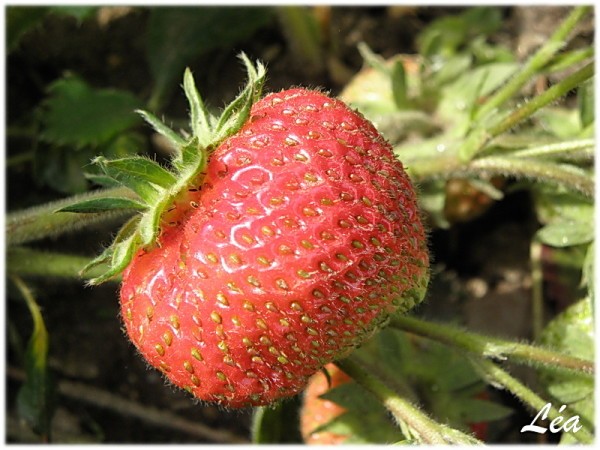 P5263454-Fraise.jpg