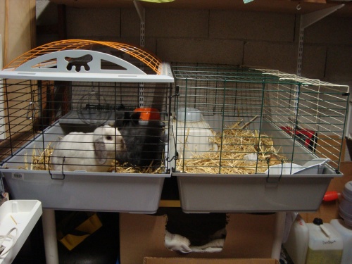 exemple d'habitat pour les lapins nains