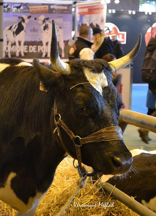 Salon International de l'Agriculture : La Tarentaise et la Bretonne Pie Noire