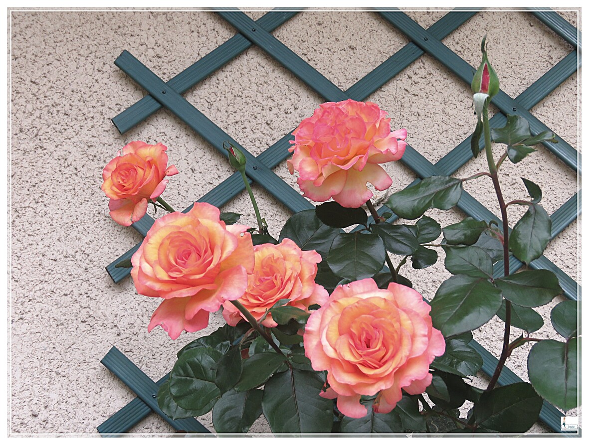 LES ROSES AUTOUR DE LA MAISON 