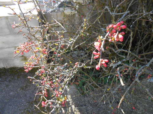 Les fleurs de mon jardin