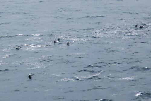 Banc de dauphins vu du Mediterranea