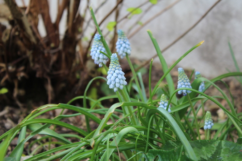 De nouvelles fleurs de printemps