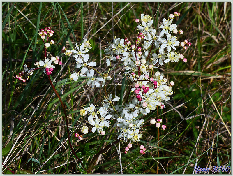 Spirée filipendule (Filipendula vulgaris) - Pic d'Aillo - Sauveterre de Comminges / Régades - 31