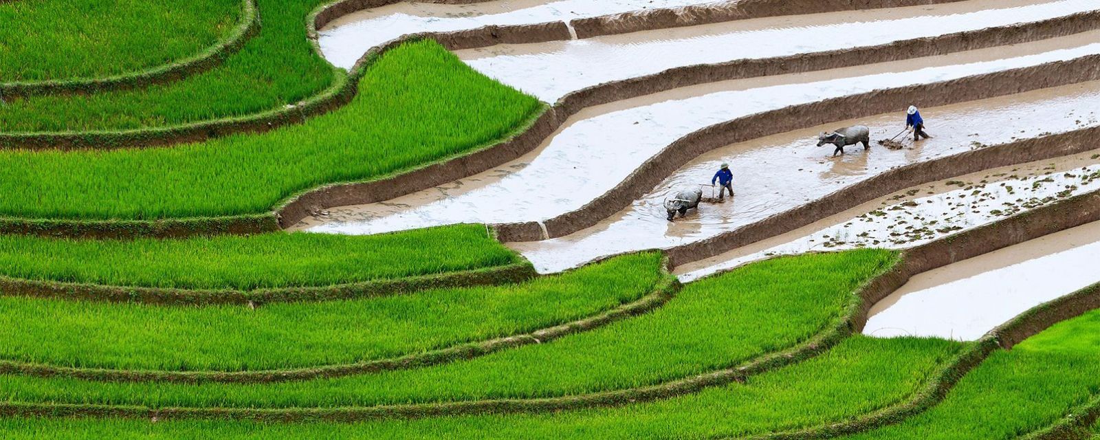 Voyage au Nord Vietnam : Rizières en terrasse à Sa Pa