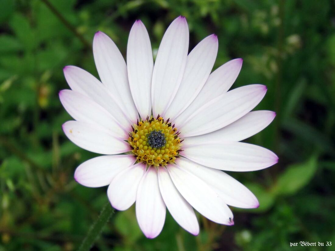 des fleurs du jardin